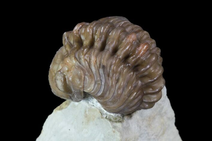 Bargain, Enrolled Paciphacops Trilobite - Oklahoma #95915
